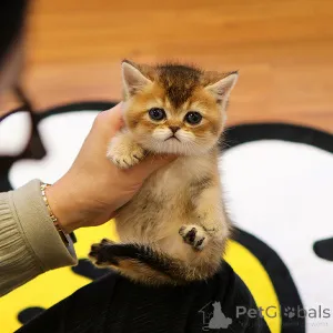 Фото №2 к объявлению №153757 о продаже манчкин - купить в Бельгии заводчик