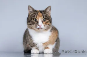 Фото №3. Молоденькая кошечка Трикси ищет дом.. Россия