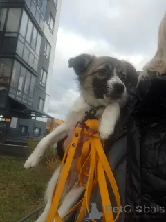 Дополнительные фото: Маленькая ласковая собачка, 5 месяцев