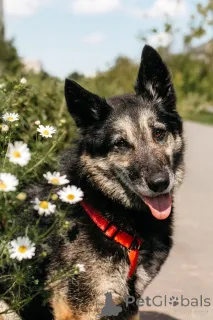 Дополнительные фото: Крис собака с огромным сердцем и тихой надеждой.