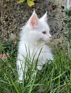 Фото №1. мейн-кун - купить в Пятигорске за 100000₽. Объявление №155983