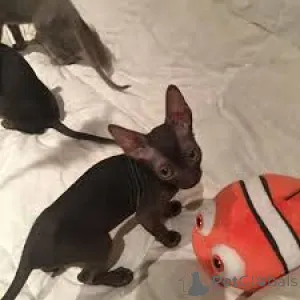 Фото №2 к объявлению №164060 о продаже корниш рекс - купить в Финляндии частное объявление, заводчик