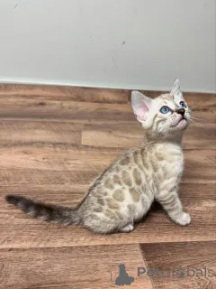 Фото №1. бенгальская - купить в Вена за 69575₽. Объявление №153394