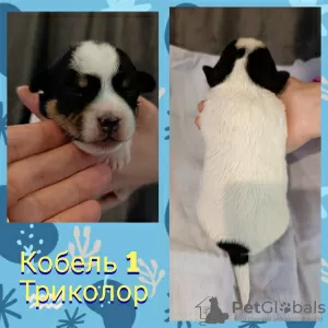 Дополнительные фото: Щенки джек рассел терьера