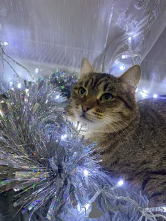 Фото №2 к объявлению №160730 о продаже  - купить в России частное объявление