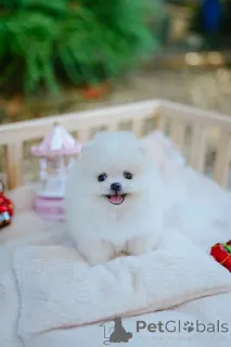 Фото №1.  - купить в Пинаресу за договорная. Объявление №162128