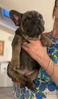 Дополнительные фото: Эксклюзив! Щенки французского бульдога.
