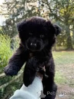 Фото №2 к объявлению №167691 о продаже немецкую овчарку - купить в Польше частное объявление, заводчик