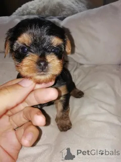 Дополнительные фото: Чистокровные щенки Йоркширского Терьера.