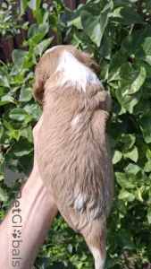 Дополнительные фото: Чистокровные щенки Кавалер-Кинг-Чарльз-Спаниель.