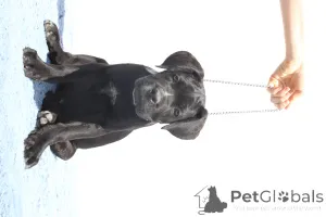 Фото №2 к объявлению №140493 о продаже кане-корсо - купить в Румынии заводчик