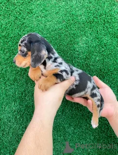 Фото №3. Щенки миниатюрной таксы.  Финляндия