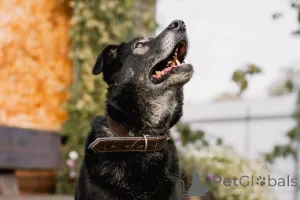 Дополнительные фото: Нежная Алсу в поисках дома!