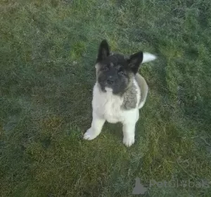 Фото №3. American Akita Puppies for sale.  Германия