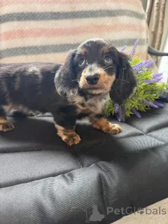 Дополнительные фото: Urocze szczenięta jamnika do adopcji