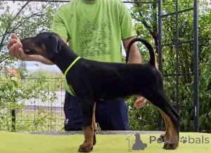 Дополнительные фото: Доберманский чемпион щенок чемпиона родословной