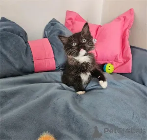 Фото №1. рэгдолл - купить в Böbingen за 32468₽. Объявление №154439