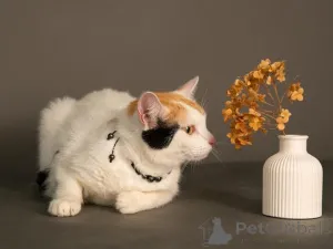 Дополнительные фото: Ласковая и нежная кошечка Снежинка ищет дом