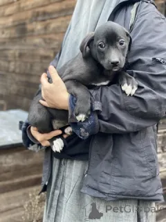 Фото №2 к объявлению №159074 о продаже  - купить в России частное объявление