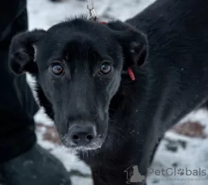 Дополнительные фото: Чудесная, ласковая собака Джесси в поисках дома!