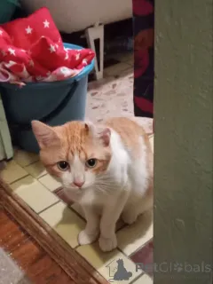 Дополнительные фото: Замечательный котик Пьер Безухов ищет добрый дом!