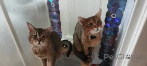 Дополнительные фото: Котята Чаузи
