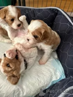 Фото №3. Cavapoo puppies for sale.  Германия