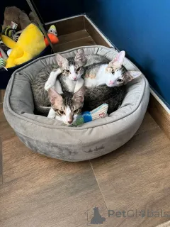 Фото №1. персидская - купить в Хельсинки за 51022₽. Объявление №163744