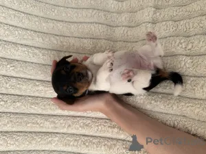 Фото №3. Продажа Щенков Джек-Рассел Терьер.  Грузия