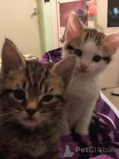 Фото №1. европейская короткошерстная - купить в Берне за 46384₽. Объявление №163379