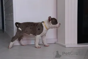 Дополнительные фото: Американский Булли XL