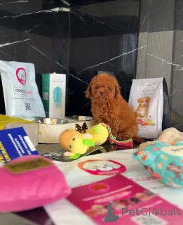 Фото №2 к объявлению №158581 о продаже пуделя (той) - купить в Великобритании частное объявление