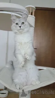 Фото №2 к объявлению №156775 о продаже мейн-кун - купить в Бельгии заводчик