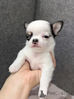 Дополнительные фото: Чихуахуа доступен для усыновления, свяжитесь с WhatsApp Business 447450021323