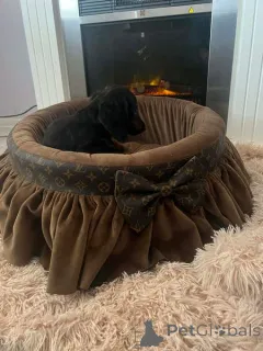 Фото №3. Длинношерстная миниатюрная такса.  Сербия