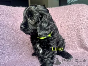 Дополнительные фото: Кавудл первого поколения с ДНК и проверенными родителями.