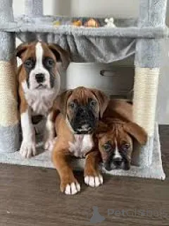 Фото №1. немецкий боксёр - купить в Париже за 78852₽. Объявление №166754