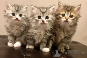 Фото №1. сибирская - купить в Эркеленц за 41745₽. Объявление №166293