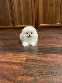 Фото №2 к объявлению №145457 о продаже померанского шпица - купить в Нидерландах частное объявление