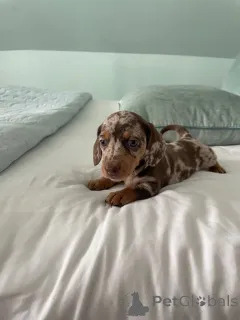 Фото №3. Dachshund puppys....whatsapp me at 44 7453 907158.  Германия