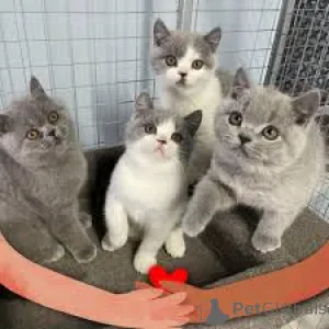 Фото №3. Myytävät brittiläisen lyhytkarvaiset кисанпеннат. Финляндия