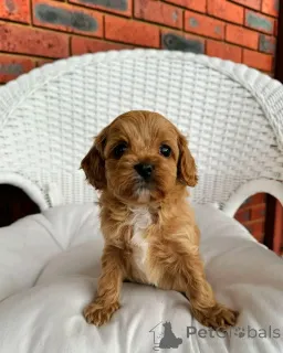 Фото №3. Cavapoo-Welpen Zur Усыновление.  Германия