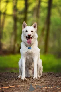 Дополнительные фото: Красавчик Амир в добрые руки.