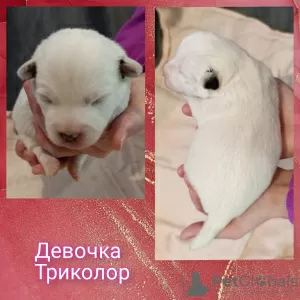 Дополнительные фото: Щенки джек рассел терьера