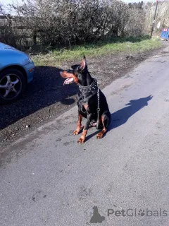 Фото №1. доберман - купить в Вольфсбург за 37107₽. Объявление №149061