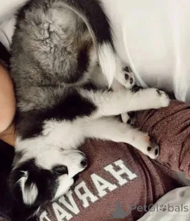 Фото №2 к объявлению №161317 о продаже  - купить в США 