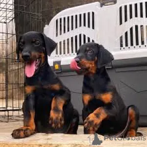 Фото №1. доберман - купить в Лондонский Сити за 92767₽. Объявление №164214