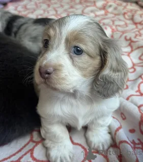 Дополнительные фото: Малыши мини-таксы умные, преданные и полные любви!