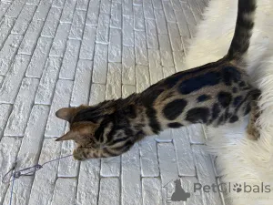 Дополнительные фото: Шикарная Бенгальская девочка в разведение