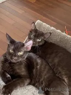 Фото №1. гавана - купить в Хельсинки за 53805₽. Объявление №164080